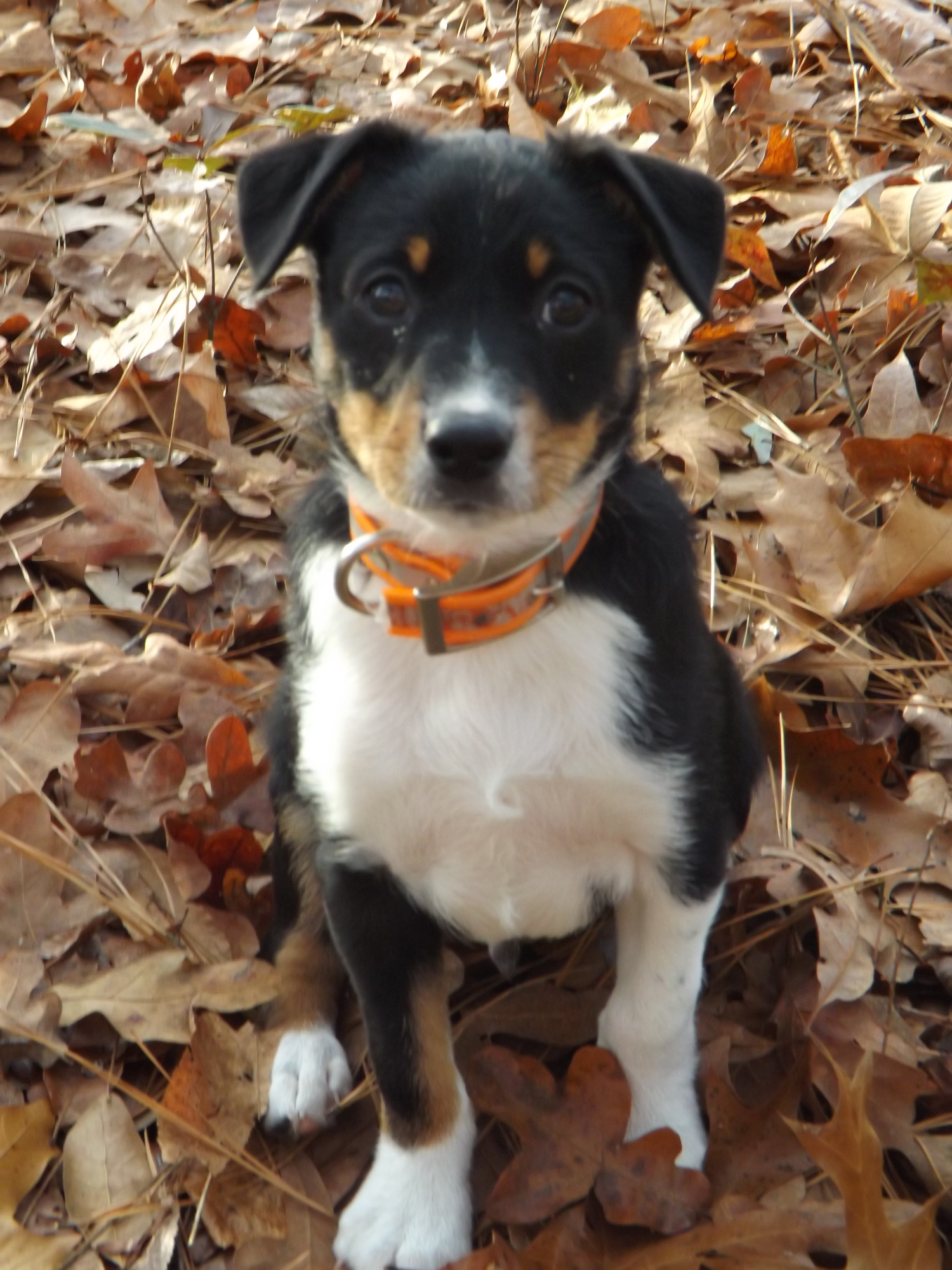 buy mountain feist puppies in maryland buy mountain feist puppies in maryland