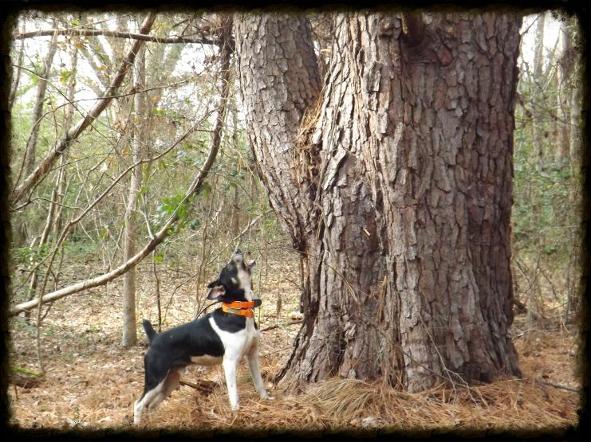 Carolina squirrel dog kennels top