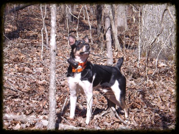 squirrel hunting dog for sale