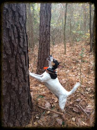 Trained squirrel dogs for sale 2025